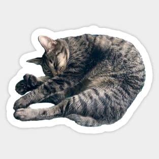 Sleeping Tabby Sticker